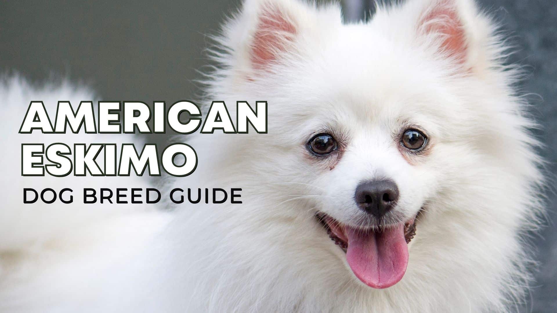 American Eskimo Dog Breed Guide Facts Health And Care