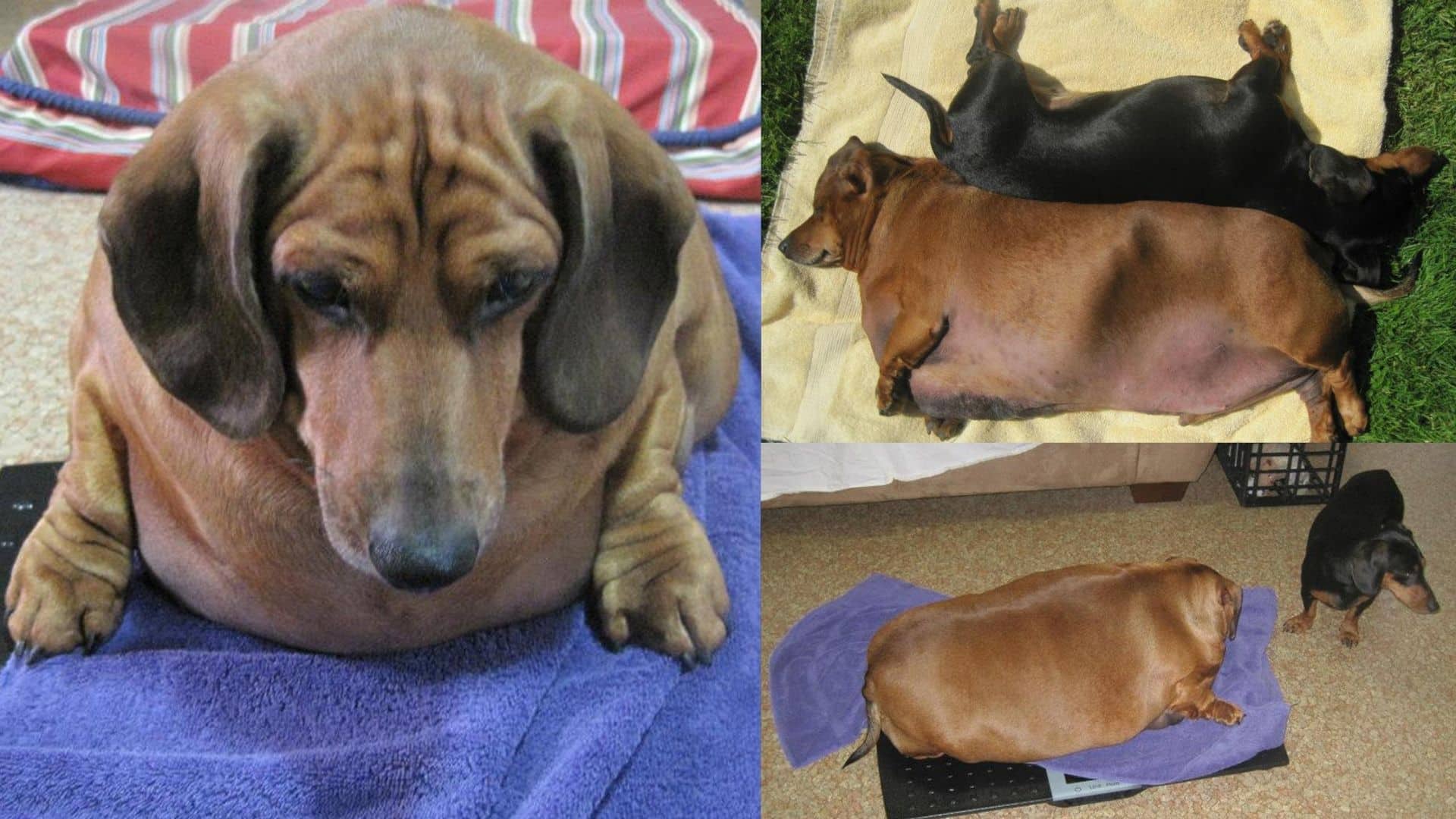 meet-obie-the-biggest-dachshund-in-the-world