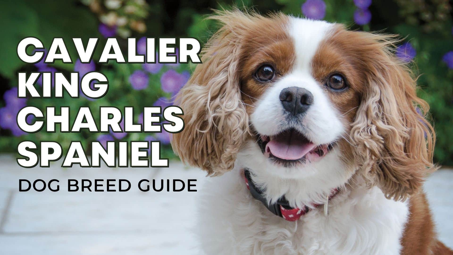 Dog Breed Guide The Cavalier King Charles Spaniel