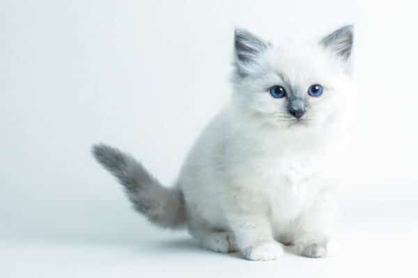 Get to know typical Ragdoll kitten personality traits!