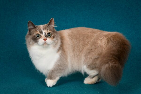 The Munchkin Ragdoll Cat – An Adorable Addition To Any Family